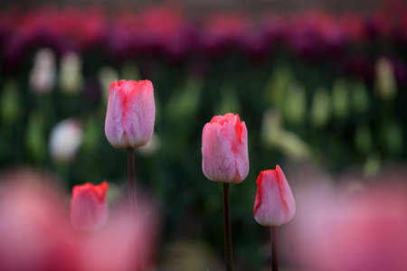 Beautiful tulips are in full bloom, Tulips of all colors are in the fieldsの写真素材