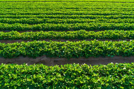 Peanut Field, Peanut plantation fields. Peanuts are growing in the fieldsの写真素材