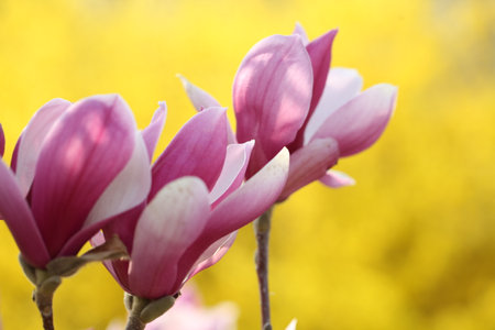 Magnolia flower open in spring, close-upの写真素材