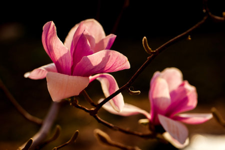 Magnolia flower open in spring, close-upの写真素材