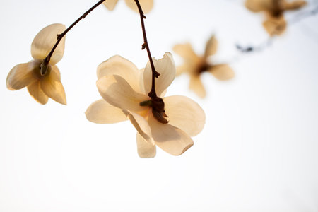 Magnolia flower open in spring, close-upの写真素材
