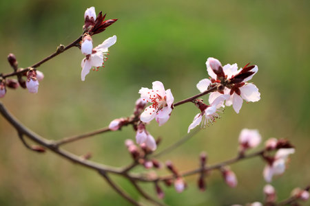The peach trees blossom in springの写真素材