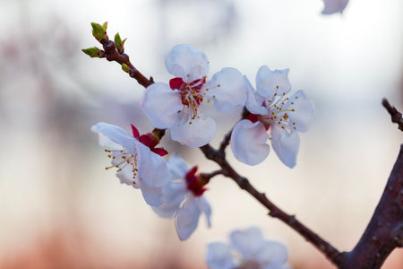 The peach trees blossom in springの写真素材