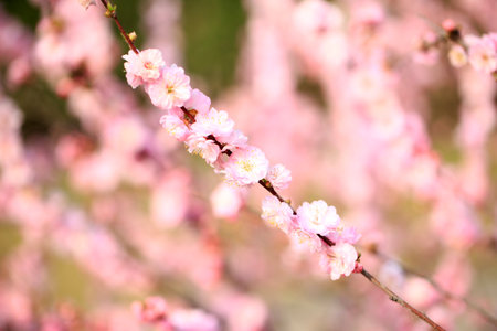 The peach trees blossom in springの写真素材