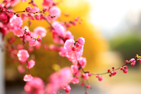 The peach trees blossom in springの写真素材