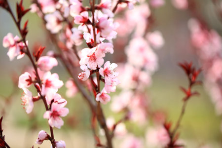 The peach trees blossom in springの写真素材