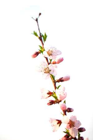 The peach trees blossom in springの写真素材