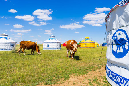 Cows and yurts under the blue sky and white clouds, Cattle and yurts on the grassland,