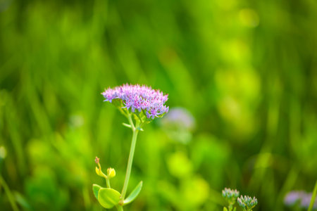 In summer, Sedum spectabile is in full bloom