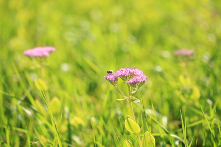 In summer, Sedum spectabile is in full bloomの写真素材