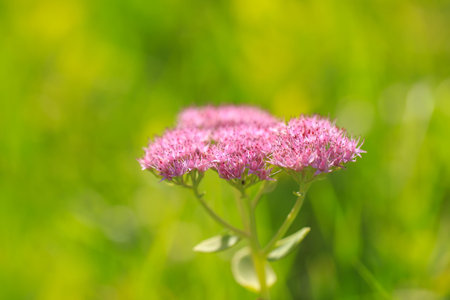 In summer, Sedum spectabile is in full bloom