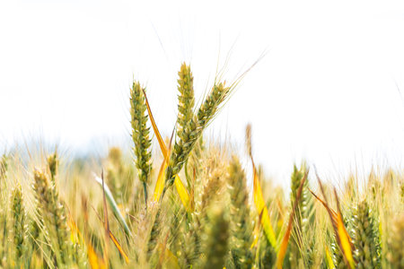 The wheat in the field is ripe, A close-up of the wheat fields ripeningの写真素材