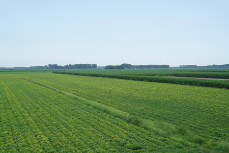 Peanut Field, Peanut plantation fields. Peanuts are growing in the fieldsの写真素材