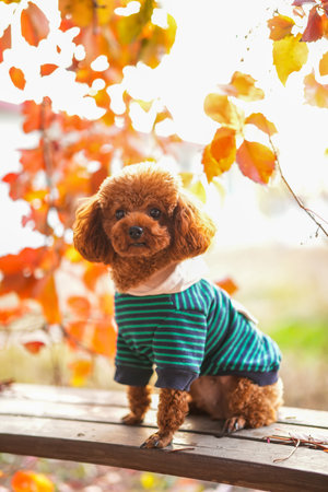 A toy poodle in autumn, beautiful autumn leavesの写真素材