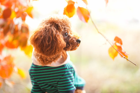 A toy poodle in autumn, beautiful autumn leavesの写真素材