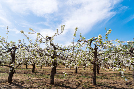 Beautiful pear flowers bloom in springの写真素材