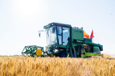 combine harvester working on a wheat field, A combine harvester reaps the wheat in the fieldの写真素材