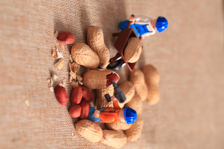 Micro farmers are processing peanuts.の写真素材