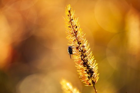 A close-up of the setaria, beautiful setaria in autumnの写真素材