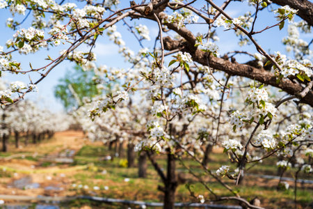 Beautiful pear flowers bloom in springの写真素材