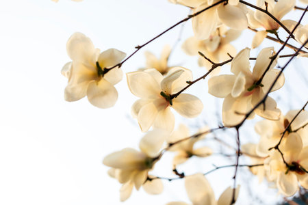 Magnolia flower open in spring, close-upの写真素材