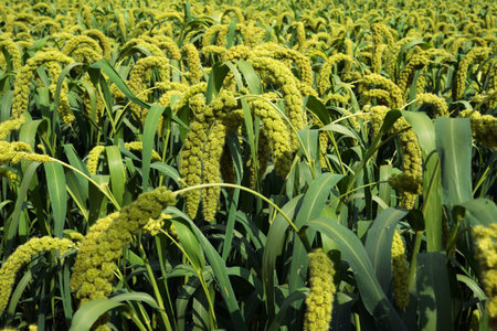 foxtail millet crops in the fields in autumn