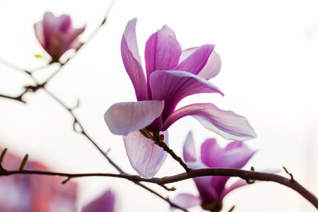 Magnolia flower open in spring, close-upの写真素材