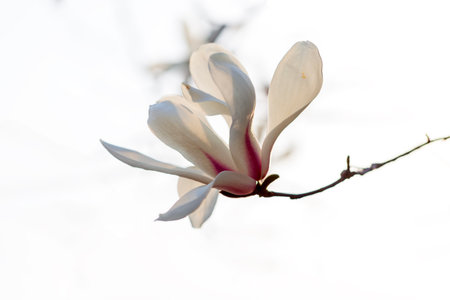 Magnolia flower open in spring, close-upの写真素材