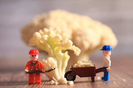 Miniature farmers working in cauliflower field. Macro photo. Broccoli and miniature people with business concept. Miniature farmers working and broccoli.の写真素材