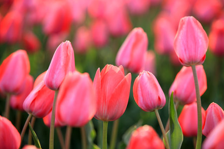 Beautiful tulips are in full bloom, Tulips of all colors are in the fieldsの写真素材