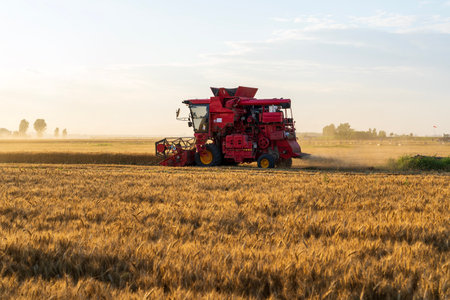 The combine is harvesting the wheat in the evening, beautiful sunsetの写真素材