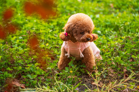A toy poodle in autumn, beautiful autumn leavesの写真素材