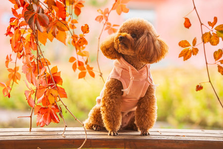 A toy poodle in autumn, beautiful autumn leaves