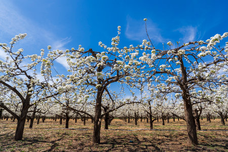Beautiful pear flowers bloom in springの写真素材