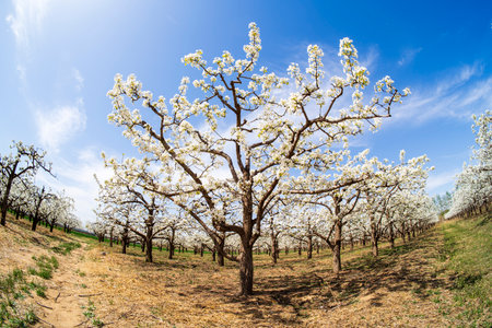 Beautiful pear flowers bloom in springの写真素材