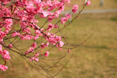 The peach trees blossom in springの写真素材