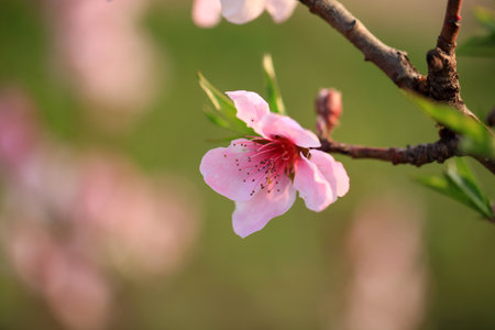The peach trees blossom in springの写真素材
