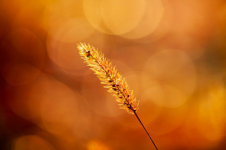 A close-up of the setaria, beautiful setaria in autumnの写真素材