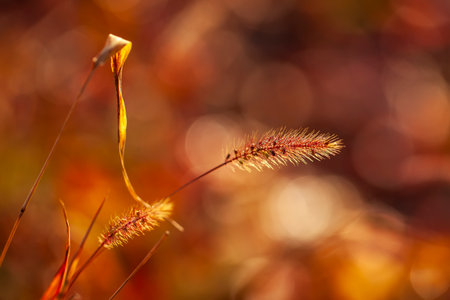 A close-up of the setaria, beautiful setaria in autumnの写真素材