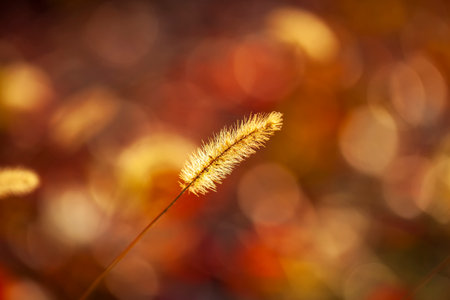 A close-up of the setaria, beautiful setaria in autumnの写真素材