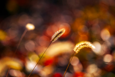 A close-up of the setaria, beautiful setaria in autumnの写真素材
