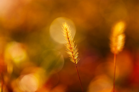 A close-up of the setaria, beautiful setaria in autumnの写真素材