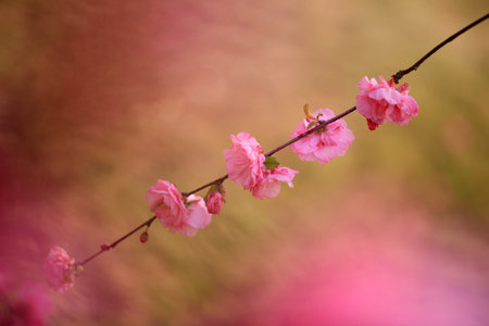The peach trees blossom in springの写真素材
