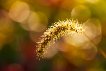 A close-up of the setaria, beautiful setaria in autumnの写真素材
