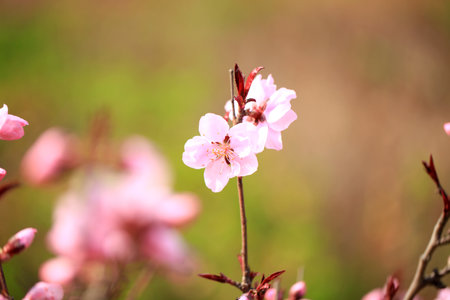 The peach trees blossom in springの写真素材