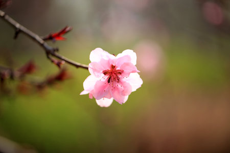 The peach trees blossom in springの写真素材