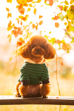 A toy poodle in autumn, beautiful autumn leavesの写真素材
