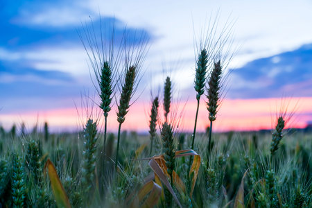 Ripe wheat fields in the evening, The wheat is ripe.の写真素材