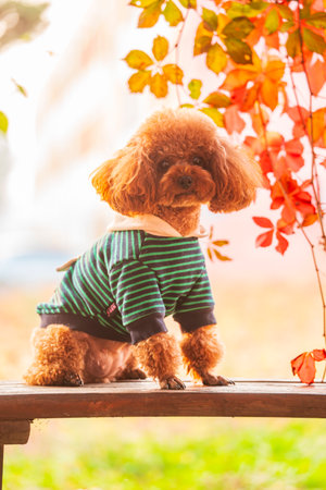 A toy poodle in autumn, beautiful autumn leavesの写真素材
