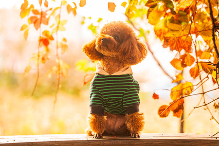 A toy poodle in autumn, beautiful autumn leavesの写真素材